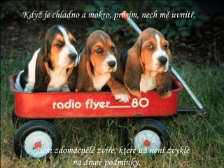 Když je chladno a mokro, prosím, nech mě uvnitř. Jsem zdomácnělé zvíře, které už není zvyklé na drsné podmínky. 