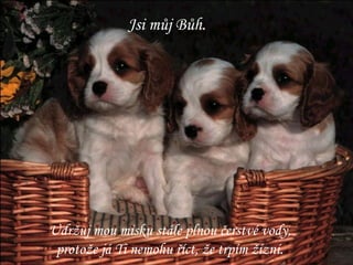 Jsi můj Bůh. Udržuj mou misku stále plnou čerstvé vody, protože já Ti nemohu říct, že trpím žízní. 