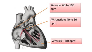 SA node: 60 to 100
bpm
AV Junction: 40 to 60
bpm
Ventricle: <40 bpm
 
