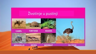Životinje u pustinji
 