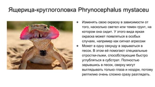 Ящерица-круглоголовка Phrynocephalus mystaceu
● Изменять свою окраску в зависимости от
того, насколько светел или темен грунт, на
котором она сидит. У этого вида яркая
окраска может появляться в особых
случаях, например как сигнал агрессии
● Может в одну секунду в зарываться в
песок. В этом ей помогают специальные
отростки-лыжи, способствующие быстро
углубляться в субстрат. Полностью
зарывшись в песок, сверху могут
выглядывать только глаза и ноздри, потому
рептилию очень сложно сразу разглядеть.
 