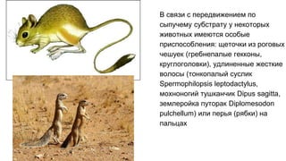 В связи с передвижением по
сыпучему субстрату у некоторых
животных имеются особые
приспособления: щеточки из роговых
чешуек (гребнепалые гекконы,
круглоголовки), удлиненные жесткие
волосы (тонкопалый суслик
Spermophilopsis leptodactylus,
мохноногий тушканчик Dipus sagitta,
землеройка путорак Diplomesodon
pulchellum) или перья (рябки) на
пальцах
 