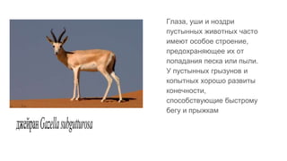 Глаза, уши и ноздри
пустынных животных часто
имеют особое строение,
предохраняющее их от
попадания песка или пыли.
У пустынных грызунов и
копытных хорошо развиты
конечности,
способствующие быстрому
бегу и прыжкам
джейранGazellasubgutturosa
 