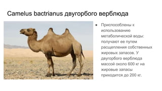 Camelus bactrianus двугорбого верблюда
● Приспособлены к
использованию
метаболической воды:
получают ее путем
расщепления собственных
жировых запасов. У
двугорбого верблюда
массой около 600 кг на
жировые запасы
приходится до 200 кг.
 
