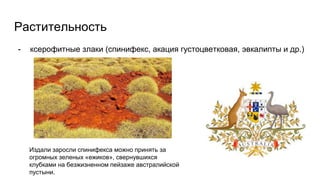 Растительность
- ксерофитные злаки (спинифекс, акация густоцветковая, эвкалипты и др.)
Издали заросли спинифекса можно принять за
огромных зеленых «ежиков», свернувшихся
клубками на безжизненном пейзаже австралийской
пустыни.
 