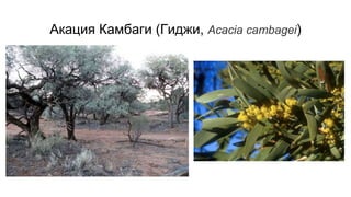 Акация Камбаги (Гиджи, Acacia cambagei)
 