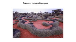 Триодия, триодия Базедова
 