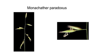 Monachather paradoxus
 