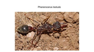 Phanerocerus testudo
 