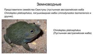 Земноводные
Представители семейства Свистуны (пустынная австралийская жаба
Chiroleptes platicephalus, лягушковидная жаба Limnodynastes tasmaniensis и
другие).
Chiroleptes platicephalus
(Пустынная австралийская жаба)
 