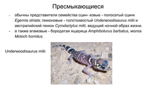 Пресмыкающиеся
- обычны представители семейства сцин- ковые - полосатый сцинк
Egernia striata; гекконовые - толстохвостый Underwoodisaurus milii и
австралийский геккон Cyrodactylus milii, ведущий ночной образ жизни.
- а также агамовые - бородатая ящерица Amphibolurus barbatus, молох
Moloch horridus.
Underwoodisaurus milii
 