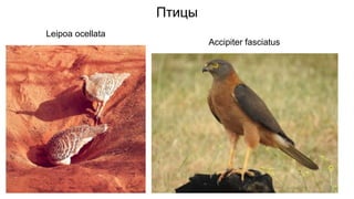 Птицы
Leipoa ocellata
Accipiter fasciatus
 