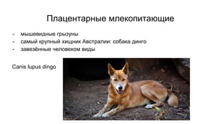 Плацентарные млекопитающие
- мышевидные грызуны
- самый крупный хищник Австралии: собака динго
- завезённые человеком виды
Canis lupus dingo
 