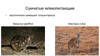 Сумчатые млекопитающие
- экологически замещают плацентарных
Dasyurus geoffroii Macropus rufus
 