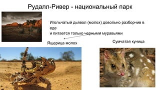 Рудалл-Ривер - национальный парк
Сумчатая куницаЯщерица молох
Игольчатый дьявол (молох) довольно разборчив в
еде
и питается только черными муравьями
 