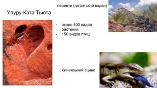 Улуру-Ката Тьюта
- около 400 видов
растений
- 150 видов птиц
синеязыкий сцинк
перенти (гигантский варан)
 