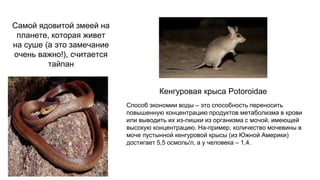 Самой ядовитой змеей на
планете, которая живет
на суше (а это замечание
очень важно!), считается
тайпан
Кенгуровая крыса Potoroidae
Способ экономии воды – это способность переносить
повышенную концентрацию продуктов метаболизма в крови
или выводить их из-лишки из организма с мочой, имеющей
высокую концентрацию. На-пример, количество мочевины в
моче пустынной кенгуровой крысы (из Южной Америки)
достигает 5,5 осмоль/л, а у человека – 1,4.
 