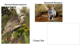 Австралийская авдотка
Кроличий бандикут
Страус Эму
 