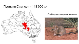 Пустыня Симпсон - 143 000 км²
Гребнехвостая сумчатая мышь
 