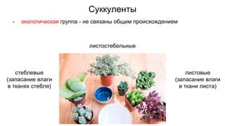 Суккуленты
- экологическая группа - не связаны общим происхождением
стеблевые
(запасание влаги
в тканях стебля)
листовые
(запасание влаги
в ткани листа)
листостебельные
 