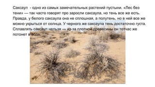 Саксаул - одно из самых замечательных растений пустыни. «Лес без
тени» — так часто говорят про заросли саксаула, но тень все же есть.
Правда, у белого саксаула она не сплошная, а полутень, но в ней все же
можно укрыться от солнца. У черного же саксаула тень достаточно густа.
Сплавлять саксаул нельзя — из-за плотной древесины он тотчас же
потонет в воде.
 
