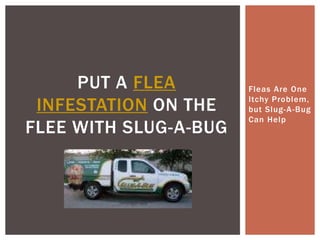Fleas Are One Itchy Problem, but Slug-A-Bug Can Help Put a Flea Infestation on the Flee with Slug-A-Bug 