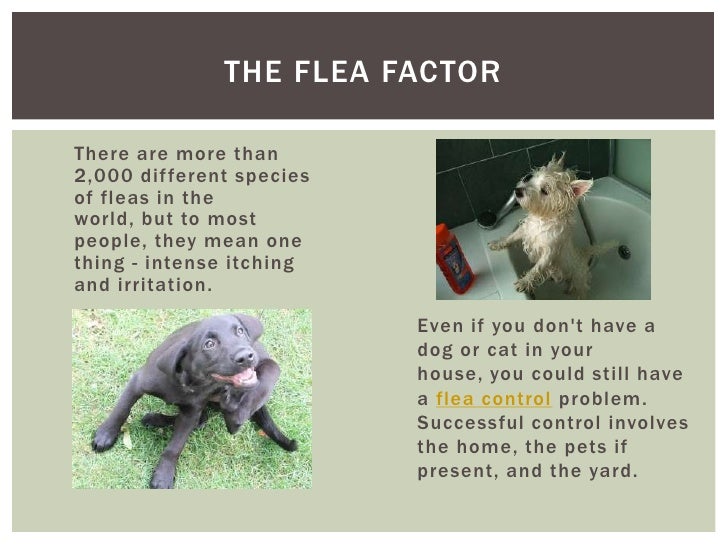 How To Get Rid Of Dog Fleas In Your Yard How To Get Rid Of Dog Fleas In Your Yard