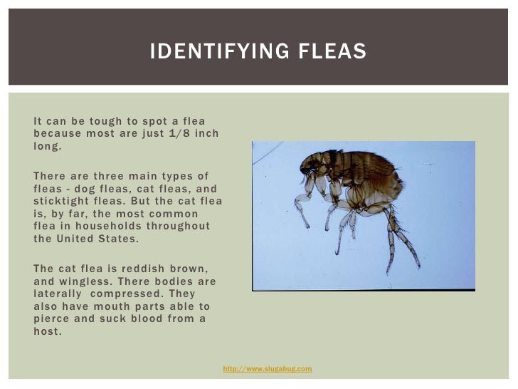 Can A Dog Have Just One Flea Can A Dog Have Just One Flea