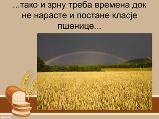...тако и зрну треба времена док
не нарасте и постане класје
пшенице...
 