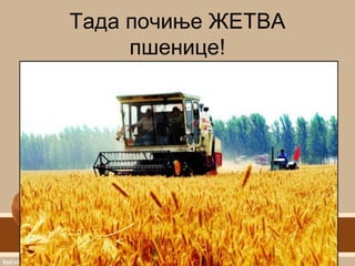 Тада почиње ЖЕТВА
пшенице!
 