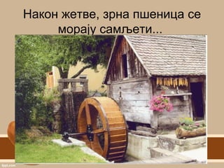 Након жетве, зрна пшеница се
морају самљети...
 