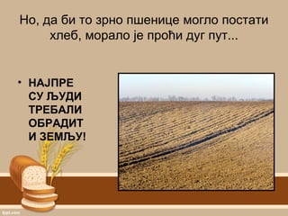 Но, да би то зрно пшенице могло постати
хлеб, морало је проћи дуг пут...
• НАЈПРЕ
СУ ЉУДИ
ТРЕБАЛИ
ОБРАДИТ
И ЗЕМЉУ!
 