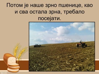 Потом је наше зрно пшенице, као
и сва остала зрна, требало
посејати.
 