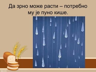 Да зрно може расти – потребно
му је пуно кише.
 