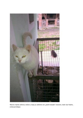 Macino mjesto odmora, košara u kojoj je zaštićena od „psećih dosada“ (naravno, kada nije hladno,
onda joj trebaju).
 