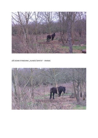 JOŠ JEDAN STANOVNIK „VILINOG ŠAPATA“ - VRANAC
 