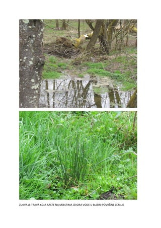 ZUKVA JE TRAVA KOJA RASTE NA MJESTIMA IZVORA VODE U BLIZINI POVRŠINE ZEMLJE
 