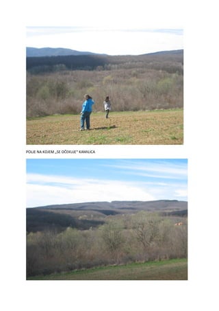 POLJE NA KOJEM „SE OČEKUJE“ KAMILICA
 