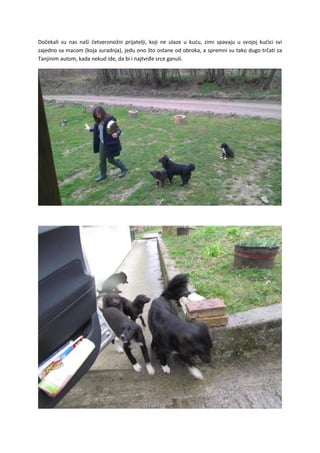 Dočekali su nas naši četveronožni prijatelji, koji ne ulaze u kuću, zimi spavaju u svojoj kućici svi
zajedno sa macom (koja suradnja), jedu ono što ostane od obroka, a spremni su tako dugo trčati za
Tanjinim autom, kada nekud ide, da bi i najtvrđe srce ganuli.
 