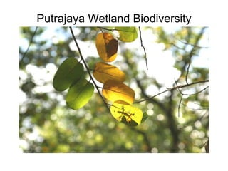 Putrajaya Wetland Biodiversity 