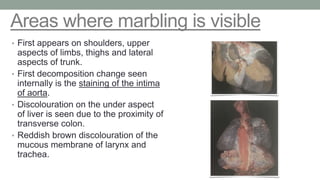 Areas where marbling is visible
• First appears on shoulders, upper
aspects of limbs, thighs and lateral
aspects of trunk....