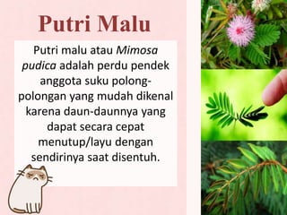 Putri Malu
Putri malu atau Mimosa
pudica adalah perdu pendek
anggota suku polong-
polongan yang mudah dikenal
karena daun-daunnya yang
dapat secara cepat
menutup/layu dengan
sendirinya saat disentuh.
 