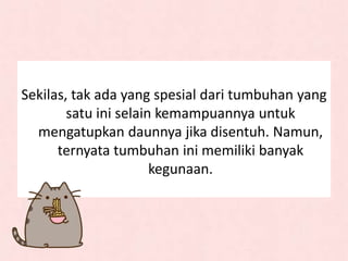 Sekilas, tak ada yang spesial dari tumbuhan yang
satu ini selain kemampuannya untuk
mengatupkan daunnya jika disentuh. Namun,
ternyata tumbuhan ini memiliki banyak
kegunaan.
 