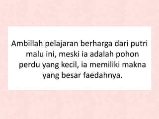 Ambillah pelajaran berharga dari putri
malu ini, meski ia adalah pohon
perdu yang kecil, ia memiliki makna
yang besar faedahnya.
 