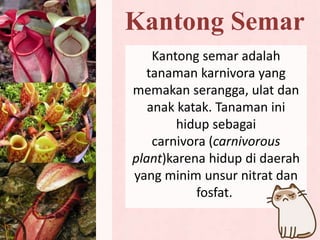 Kantong Semar
Kantong semar adalah
tanaman karnivora yang
memakan serangga, ulat dan
anak katak. Tanaman ini
hidup sebagai
carnivora (carnivorous
plant)karena hidup di daerah
yang minim unsur nitrat dan
fosfat.
 
