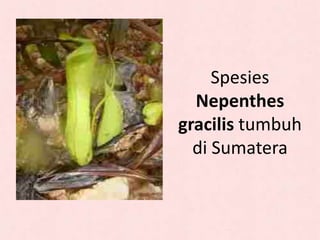 Spesies
Nepenthes
gracilis tumbuh
di Sumatera
 