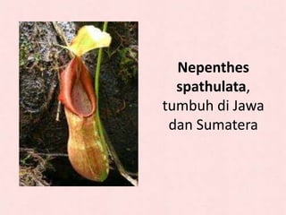 Nepenthes
spathulata,
tumbuh di Jawa
dan Sumatera
 