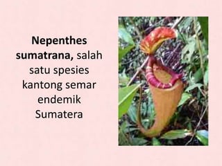 Nepenthes
sumatrana, salah
satu spesies
kantong semar
endemik
Sumatera
 