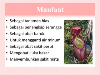 Manfaat
• Sebagai tanaman hias
• Sebagai penangkap serangga
• Sebagai obat batuk
• Untuk mengganti air minum
• Sebagai obat sakit perut
• Mengobati luka bakar
• Menyembuhkan sakit mata
 