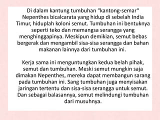Di dalam kantung tumbuhan “kantong-semar“
Nepenthes bicalcarata yang hidup di sebelah India
Timur, hiduplah koloni semut. Tumbuhan ini bentuknya
seperti teko dan memangsa serangga yang
menghinggapinya. Meskipun demikian, semut bebas
bergerak dan mengambil sisa-sisa serangga dan bahan
makanan lainnya dari tumbuhan ini.
Kerja sama ini menguntungkan kedua belah pihak,
semut dan tumbuhan. Meski semut mungkin saja
dimakan Nepenthes, mereka dapat membangun sarang
pada tumbuhan ini. Sang tumbuhan juga menyisakan
jaringan tertentu dan sisa-sisa serangga untuk semut.
Dan sebagai balasannya, semut melindungi tumbuhan
dari musuhnya.
 